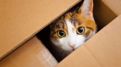 Premjestiti mačići na novi dom