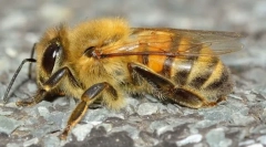 Mehonskom insektima