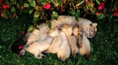 Razdoblje laktacije i obrazovanja potomstva u mačkama