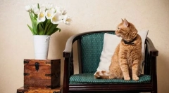Prvi dani mačke u kući