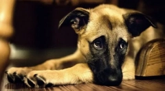 Prvi znakovi bolesti u psu