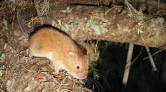 Perushka žuta