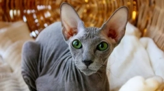 Peterbold (fotografija): graciozna mačka sphinx iz obala neva