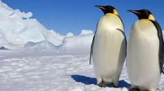 Pingvini