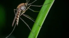 Komarci hrane i imaginarna krv