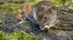 Miševi za hranu u divljini i dom