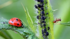 Prehrambeni insekti