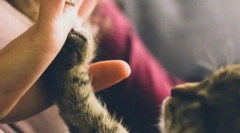 Pro i sadržaj mačke