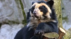 Zašto bijeli medvjedi ne žive na antarktiku, ali pingvini - u arktiku