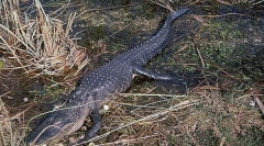 Zašto su dinosauri bili glavna stvorenja na našem planetu?