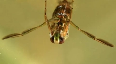 Zašto mala glada pliva noge?