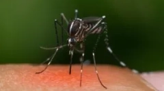 Zašto komarci ne grize sve?