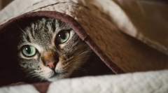 Zašto mačka treperi?