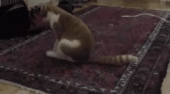 Zašto mačka vožnja