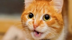 Zašto mačka meows i podiže guzicu?
