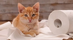 Zašto mačka meows kad ode na zahod?