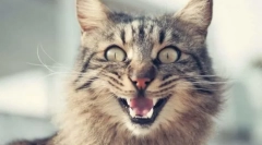 Zašto cat šipke?