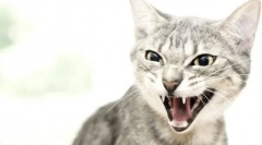 Zašto mačka pogodi čovjeka?