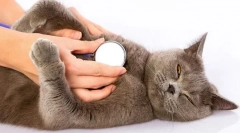 Zašto mačka teško diše?