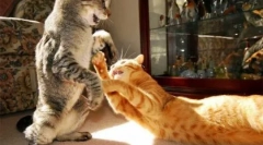 Zašto se mačke međusobno bore kako ih pomiriti