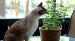 Zašto mačke jedu cvijeće