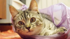 Zašto mačke lizati pakete?