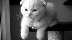 Zašto mačke ne trepću?