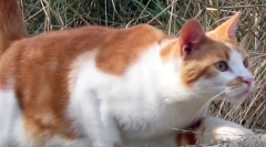 Zašto mačke nisu slomljene kad padne?