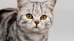 Zašto mačke donose miševe svojim vlasnicima