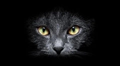 Zašto mačke vidjeti u mraku