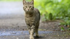 Zašto mačke ne uzimaju korijen u kući: uzroci i znakovi