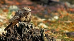 Zašto koza nosi takvo ime?