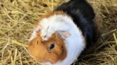 Zašto se zamorca zove zamorca