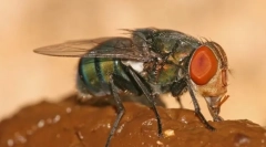 Zašto leti poput gnoja?