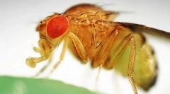 Zašto voće leti tako ljubav genetika?