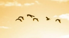 Zašto ptice leti na jug?