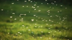 Zašto komarci pijanični?