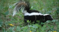 Zašto skunk miriše loše?