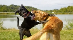 Zašto pas juri na druge pse?