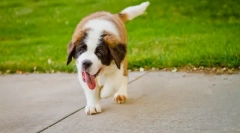 Zašto pas često diše?