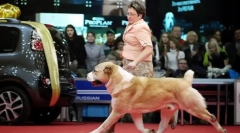 Zašto bi pas trebao otići lijevo od vlasnika