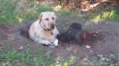 Zašto pas jede zemlju