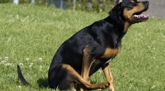 Zašto pas ide na papu