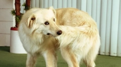 Zašto pas grickati rep?