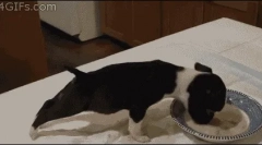 Zašto pas ne jesti suhu hranu?