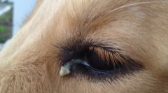 Zašto pas škirti oči