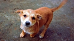 Zašto pas mahne rep?