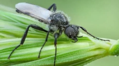 Zašto se tolstonozhkov zove martam flys?