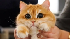 Zašto mačke proširuju učenike?