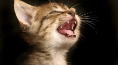 Zašto mačke padaju zube?